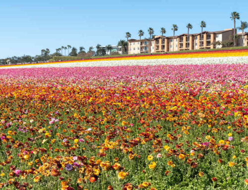 Vehicle Insurance in Carlsbad