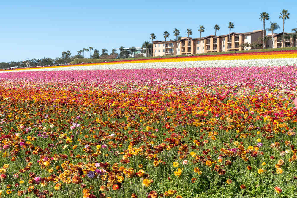 Vehicle Insurance in Carlsbad