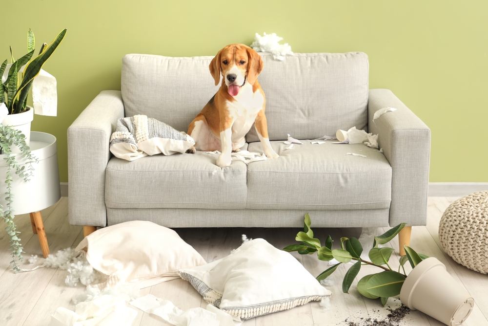 5 Things You Didn't Know Renters Insurance Covers