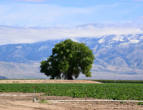 Reliable Insurance Solutions in Lamont, CA