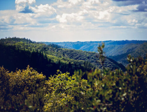 Reliable Insurance Solutions in Foresthill, CA