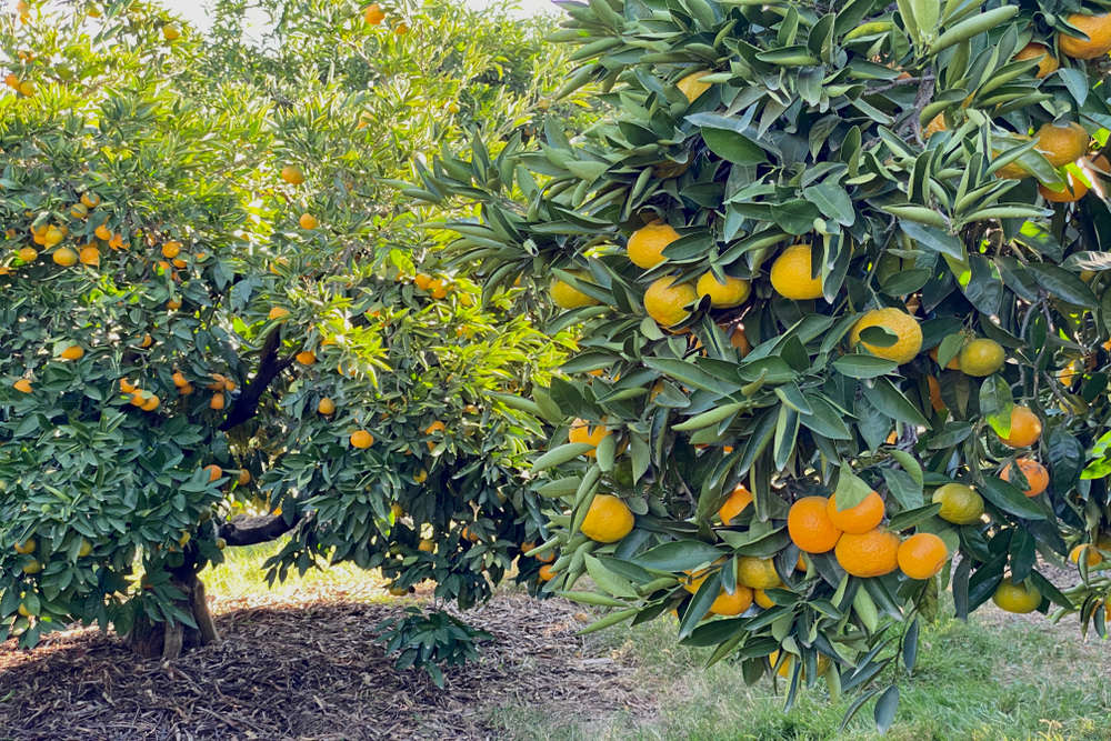 Reliable Insurance Solutions in Penryn, CA