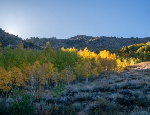 Reliable Insurance Solutions in Dogtown, CA