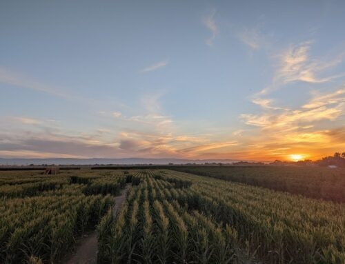 Reliable Insurance Solutions in Lathrop, CA