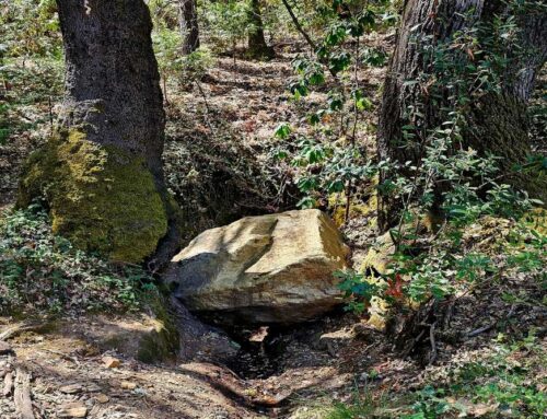 Insurance Solutions in Pine Grove, CA